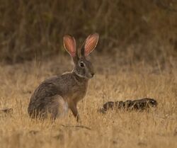 Indian Hare Rajkot.jpg