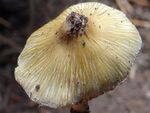 Rimose mushroom