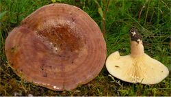 Lactarius hysginus 72083.jpg