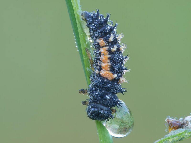 File:Ladybug larva (Coccinellidae).jpg
