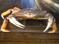 Large Dungeness Crab.jpg