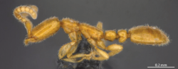 Leptanilla macauensis Leong, Yamane & Guénard, 2018 Holotype worker lateral view.png