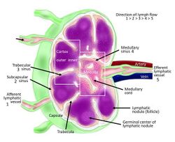 Human lymph node