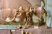 Small mammoth skeleton