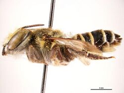 Megachile cetera f.jpg