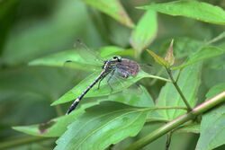 Merogomphus longistigma.jpg