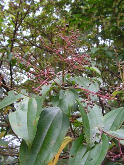 Miconia minutiflora, brasa-apagada - Flickr - Tarciso Leão (8).jpg