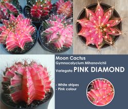 Moon Cactus Gymnocalycium Mihanovichii Variegata Pink Diamond