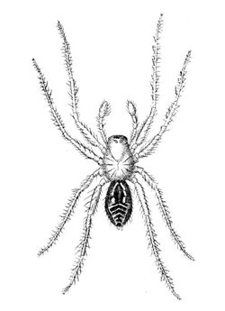 Myro kerguelenensis 1876 - detail.jpg