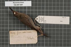 Naturalis Biodiversity Center - RMNH.AVES.14924 1 - Myzomela blasii (Salvadori, 1882) - Meliphagidae - bird skin specimen.jpeg
