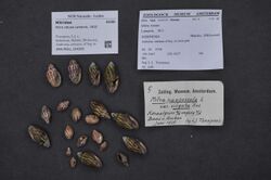 Naturalis Biodiversity Center - ZMA.MOLL.104305 - Mitra retusa Lamarck, 1822 - Mitridae - Mollusc shell.jpeg