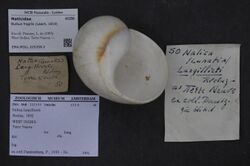 Naturalis Biodiversity Center - ZMA.MOLL.225359.2 - Bulbus fragilis (Leach, 1819) - Naticidae - Mollusc shell.jpeg
