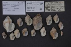 Naturalis Biodiversity Center - ZMA.MOLL.28599 - Semiricinula squamosa (Pease, 1868) - Muricidae - Mollusc shell.jpeg