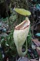Nepenthes carunculata upper pitcher.jpg