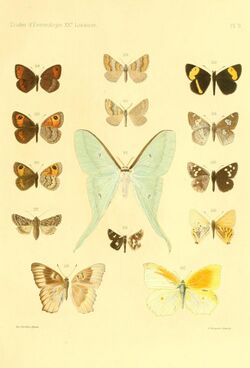 OberthurÉtudes d'entomologie1896 Plate9.jpg