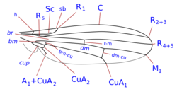 Opomyza wing veins.svg