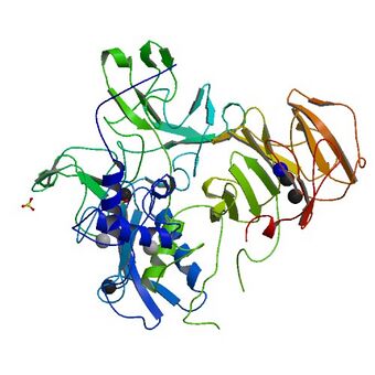 PBB Protein MMP2 image.jpg
