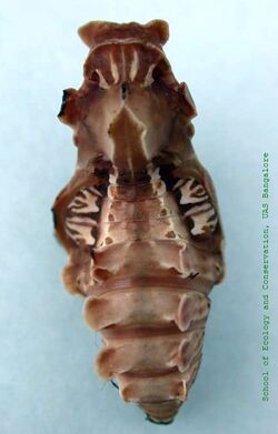 Pachliopta hector pupa sec.jpg