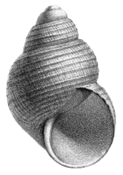 Parafossarulus manchouricus shell.png