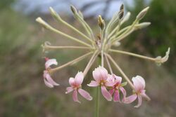 Pelargonium luridum IMG 3197.JPG