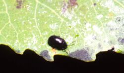 Phratora purpurea.jpg