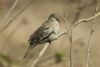 Picui Ground-Dove - Pantanal MG 8681.jpg