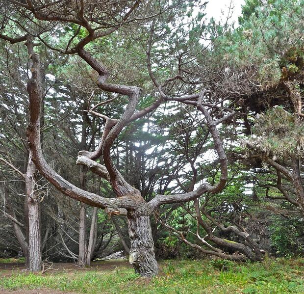 File:Pinus muricata twisted tree Mendocino.jpg