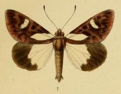 Pl.1-01-Aegocera leona=Schausia leona (Schaus & Clements, 1893).JPG