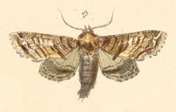 Pl.110-23-Eurhipia Geyeri (=Eutelia geyeri).JPG