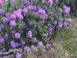 Pontische rododendron struik (Rhododendron ponticum).jpg