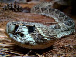 Portrait of a Rattlesnake.jpg