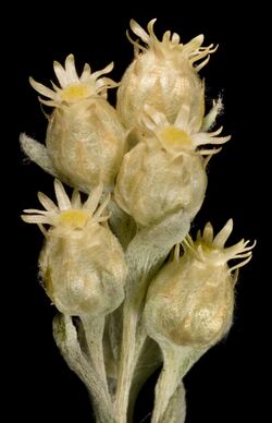Pterochaeta paniculata - Flickr - Kevin Thiele.jpg