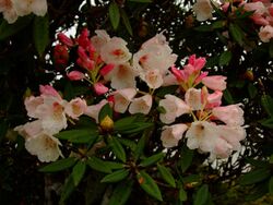 Rhododendron pseudochrysanthum.JPG