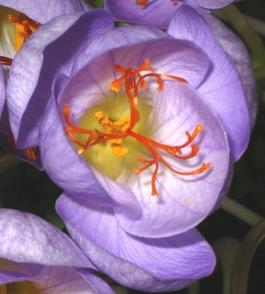 File:Saffron stigmas Crocus speciosus corrected cropped.jpg