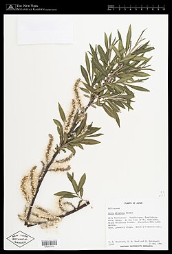 Salix gilgiana.jpg