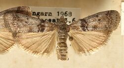 Sciota.adelphella.mounted.jpg