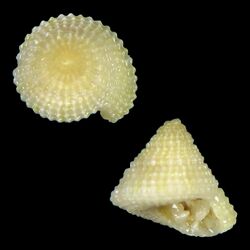 Seashell Calliobasis lapulapui.jpg