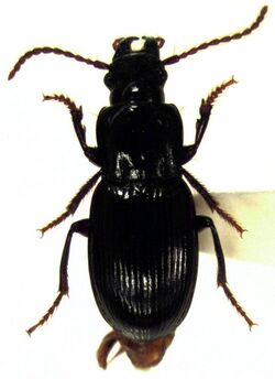 Selenochilus (male).jpg