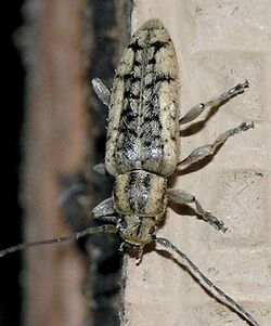 Small Cedar-bark Borer Beetle - Atimia confusa.jpg