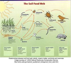 Soil food webUSDA.jpg