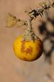 Solanum incanum 1.JPG