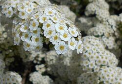 Spiraea trilobata 2016-05-17 0226b.jpg