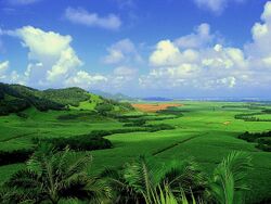 Sugarcane plantation in Mauritius (reduced colour saturation).jpg