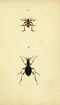 Symbola faunae insectorum Helvetiae exhibentia vel species novas vel nondum depictas (9604684667).jpg