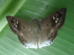 Tagiades parra from Mindanao, Philippines 5.jpg