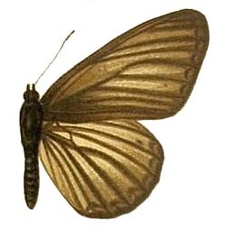 The Macrolepidoptera of the world (Taf. 55) (8145288426) Aldania raddei.jpg