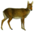 The deer of all lands (1898) Chinese water deer white background.png