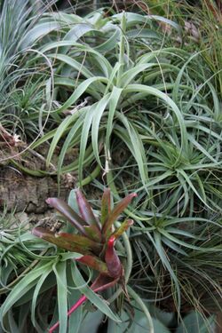 Tillandsia albertiana (2676452621).jpg