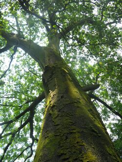 Toona ciliata var. pubescens.jpg