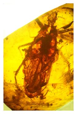 Triatoma dominicana holotype.jpg